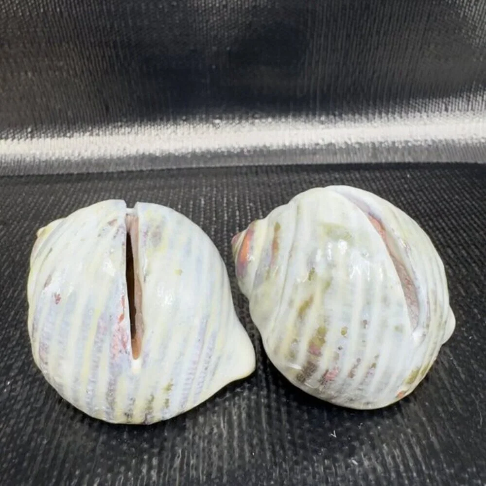 Hand Made Card Holder Stoneware Shell Conch Set 2 Decorative Hand Crafted Figure